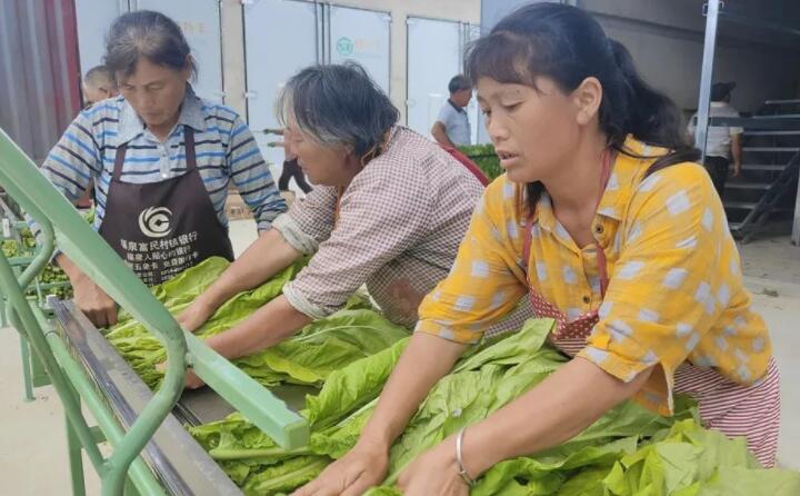 福泉：生物質顆粒智能化烘烤 助力烤煙產業(yè)提質增效